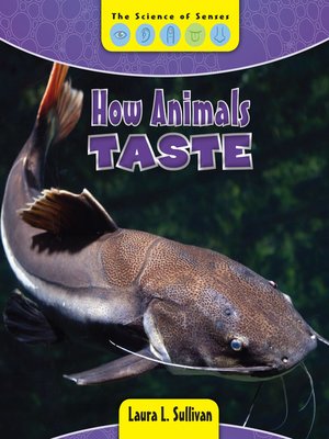 cover image of How Animals Taste